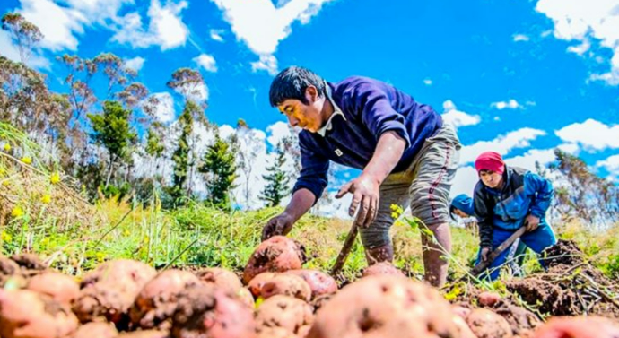 Menor carga tributaria y reintegro de IGV: ¿el nuevo marco dinamizará la agroindustria?
