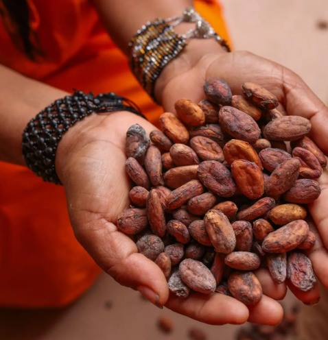 Cacao del Vraem genera expectativas de negocios por S/ 5,7 millones