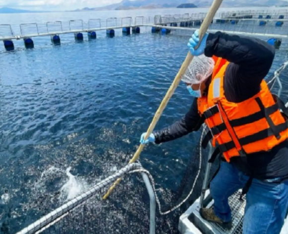 Perú lanzará plan para impulsar la acuicultura en enero del 2026